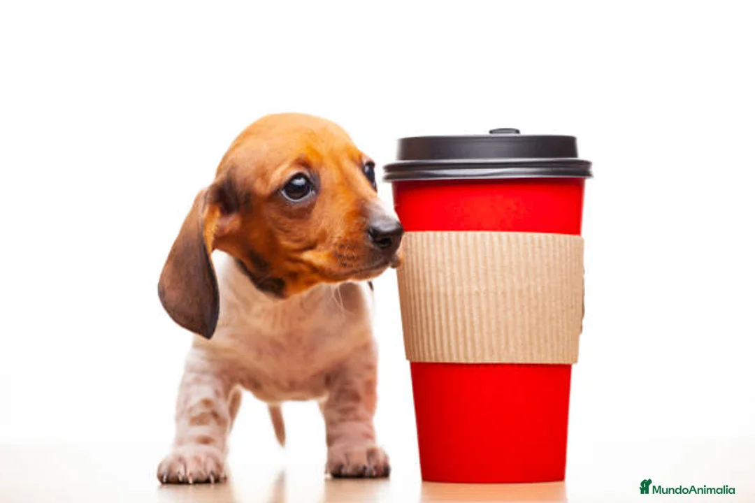 Teckel Miniatura perros en venta: TECKEL ALMERIA  - Anuncio 4