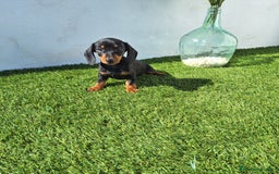 Teckel Miniatura perros en venta: TECKEL MINIATURA  - Anuncio 1