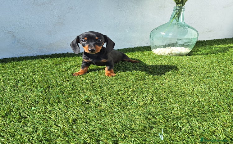 Teckel Miniatura perros TECKEL MINIATURA  - Anuncio 2