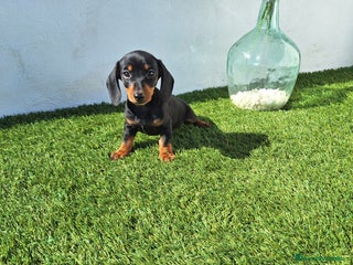 Teckel Miniatura perros TECKEL MINIATURA - Anuncio 3