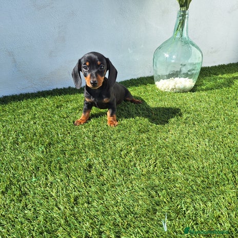 Teckel Miniatura perros TECKEL MINIATURA - Anuncio 4