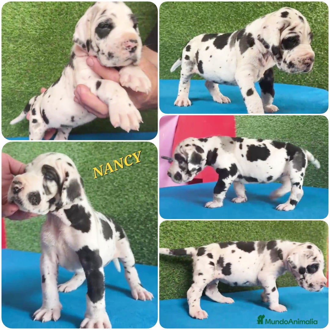 Dogo Alemán perros en venta: Cachorros diferentes colores - Imagen 2