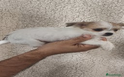 Raza Mixta perros en venta: Maltichi hembra y macho  - Imagen 5
