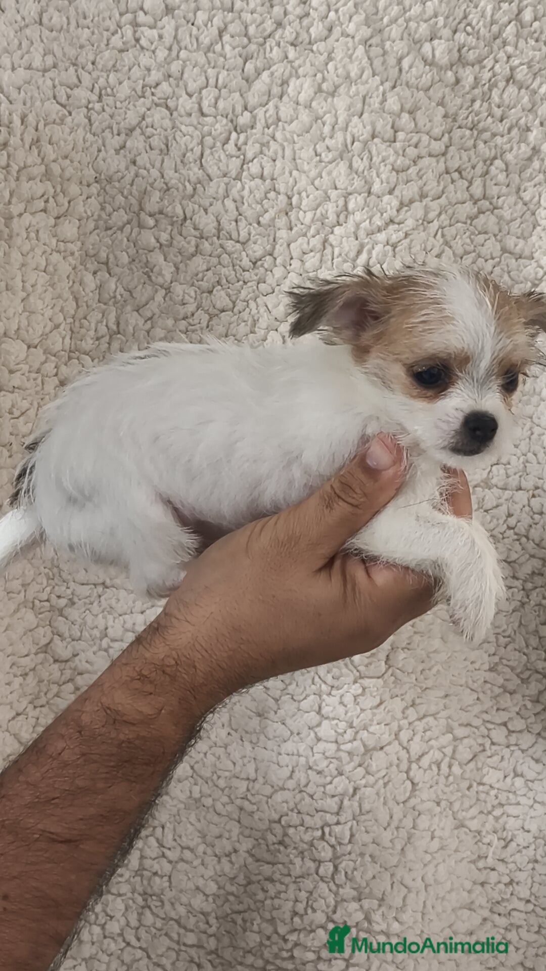 Raza Mixta perros en venta: Maltichi hembra y macho  - Imagen 5
