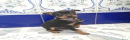 Pinscher Miniatura perros en venta: PINCHER MINIATURA - Anuncio 4