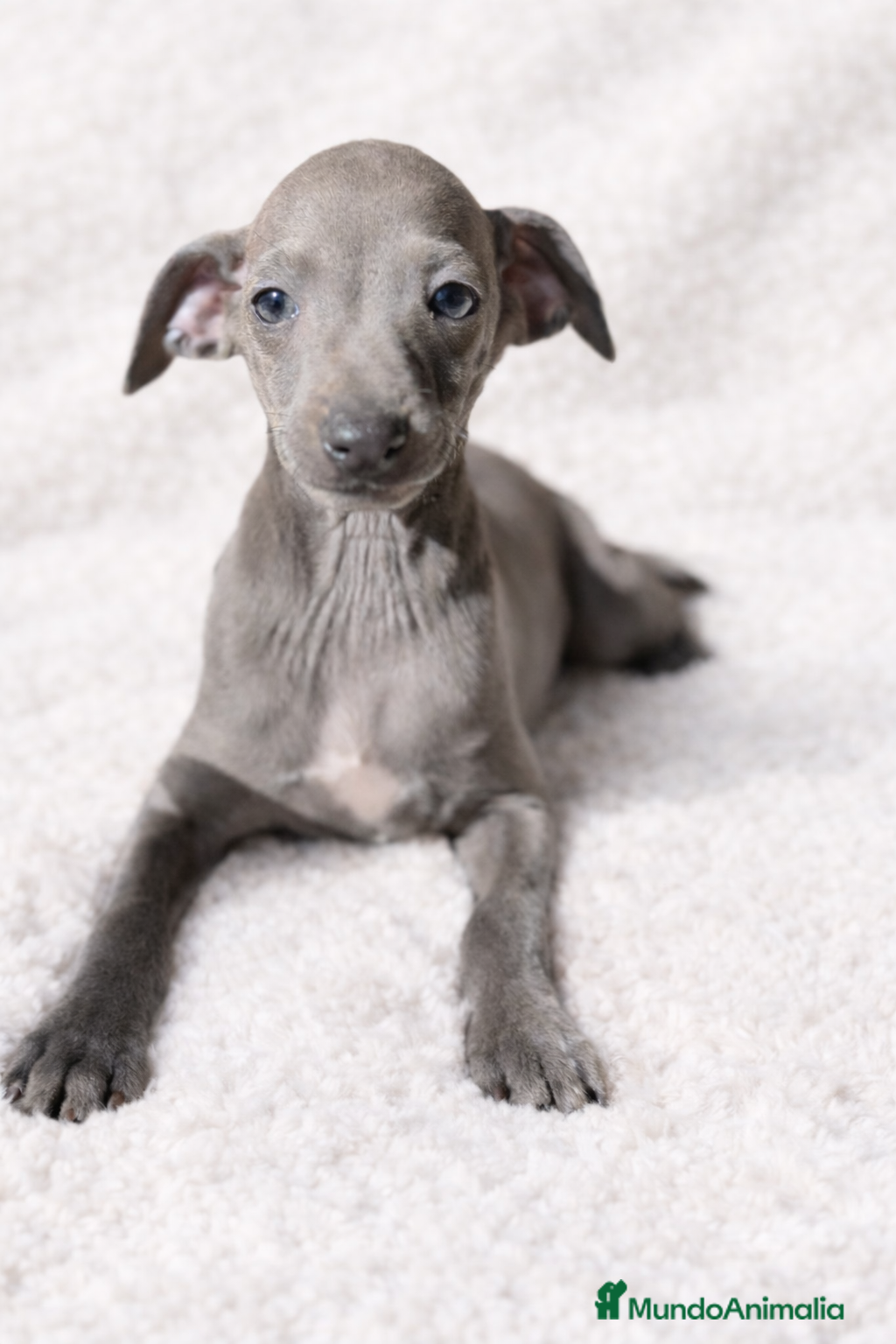 Pequeño Lebrel Italiano perros Piccolo Blue  - Anuncio 1