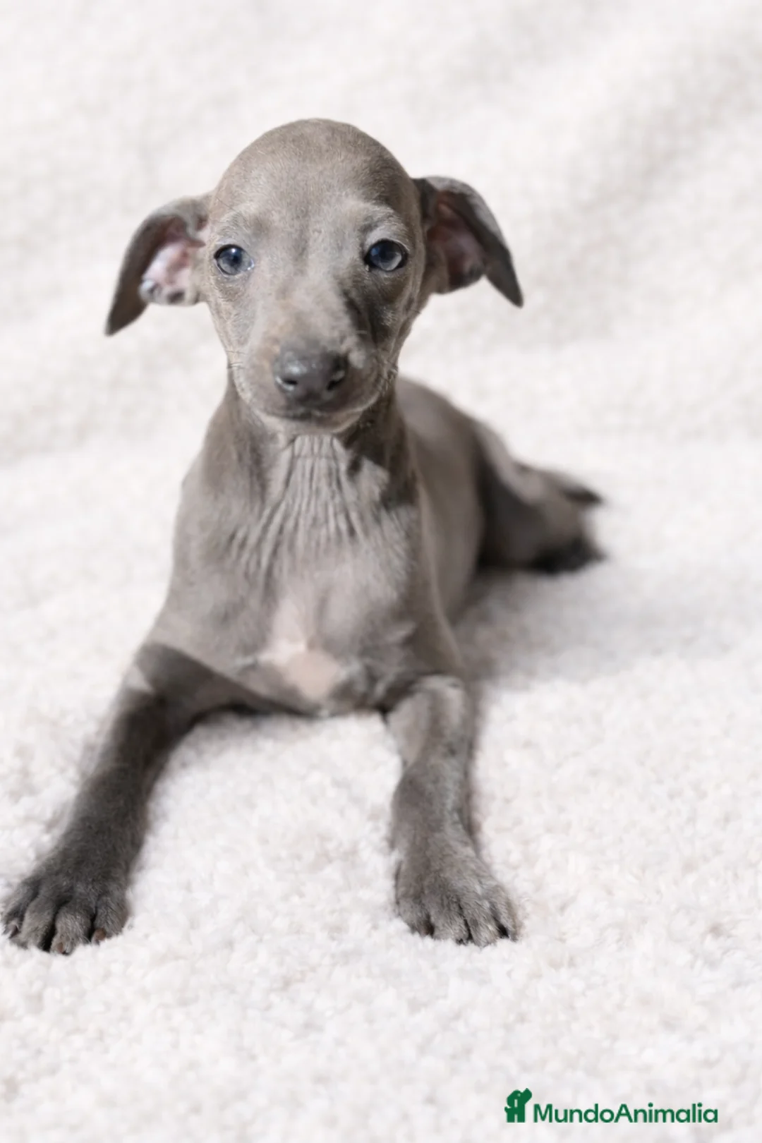 Pequeño Lebrel Italiano perros en venta: Piccolo Blue  - Anuncio 1