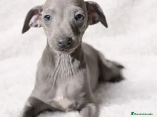 Pequeño Lebrel Italiano perros Piccolo Blue - Anuncio 1