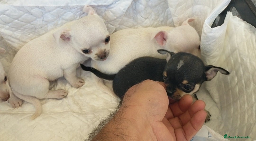 Chihuahua perros en venta: Chihuahua cabeza manzana  - Imagen 4