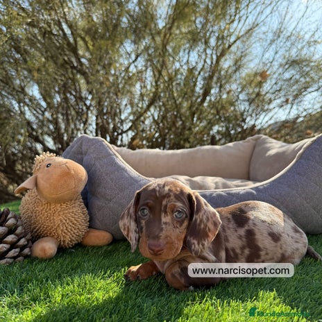 Teckel Miniatura perros - Anuncio 13