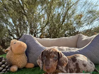 Teckel Miniatura perros TECKEL MINI ARLEQUIN CHOCOLATE - Anuncio 31