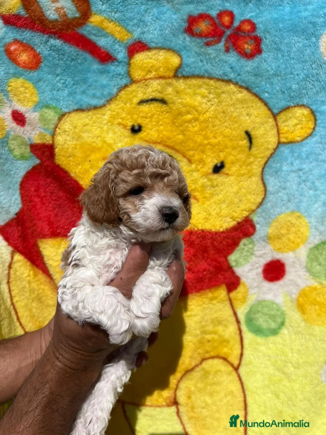Caniche Toy perros en venta: Caniche toy  - Anuncio 4