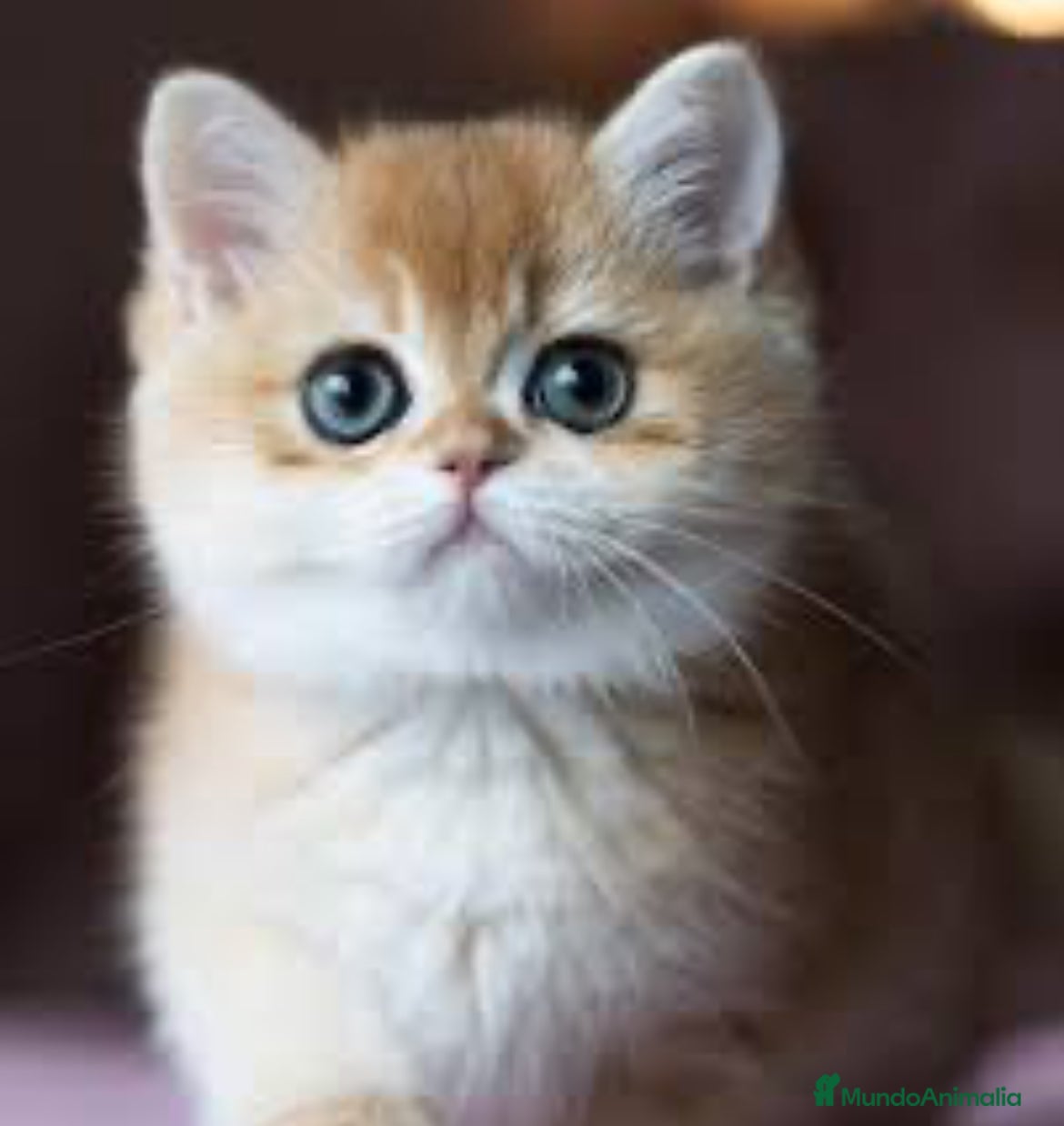 Británico de Pelo Corto gatos British shorthair golden chinchilla - Anuncio 30