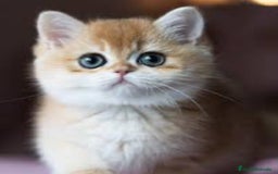 Británico de Pelo Corto gatos en venta: British shorthair golden chinchilla - Imagen 1