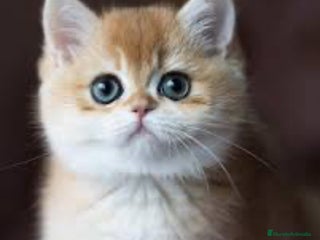 Británico de Pelo Corto gatos - Anuncio 18
