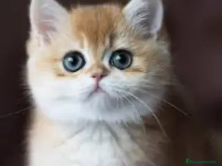 Británico de Pelo Corto gatos British shorthair golden chinchilla - Anuncio 30