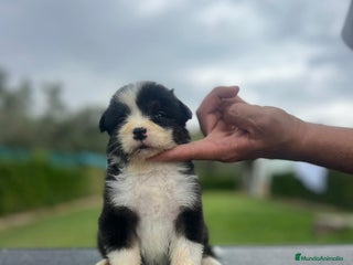 Pastor Australiano perros en Valencia - Anuncio 2