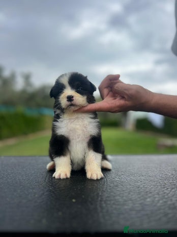 Pastor Australiano perros en Valencia - Anuncio 3