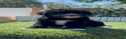 Perro de Agua Español perros en venta: PERRO DE AGUA ESPAÑOL - Anuncio 11