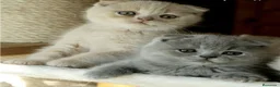 Scottish Fold gatos en venta: Scottish fold - Anuncio 1