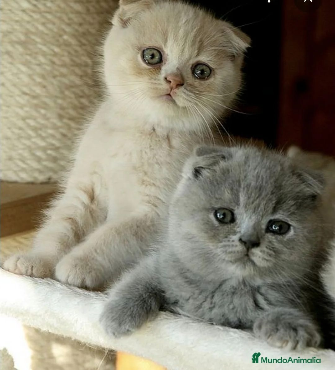 Scottish Fold gatos en venta: Scottish fold - Anuncio 1