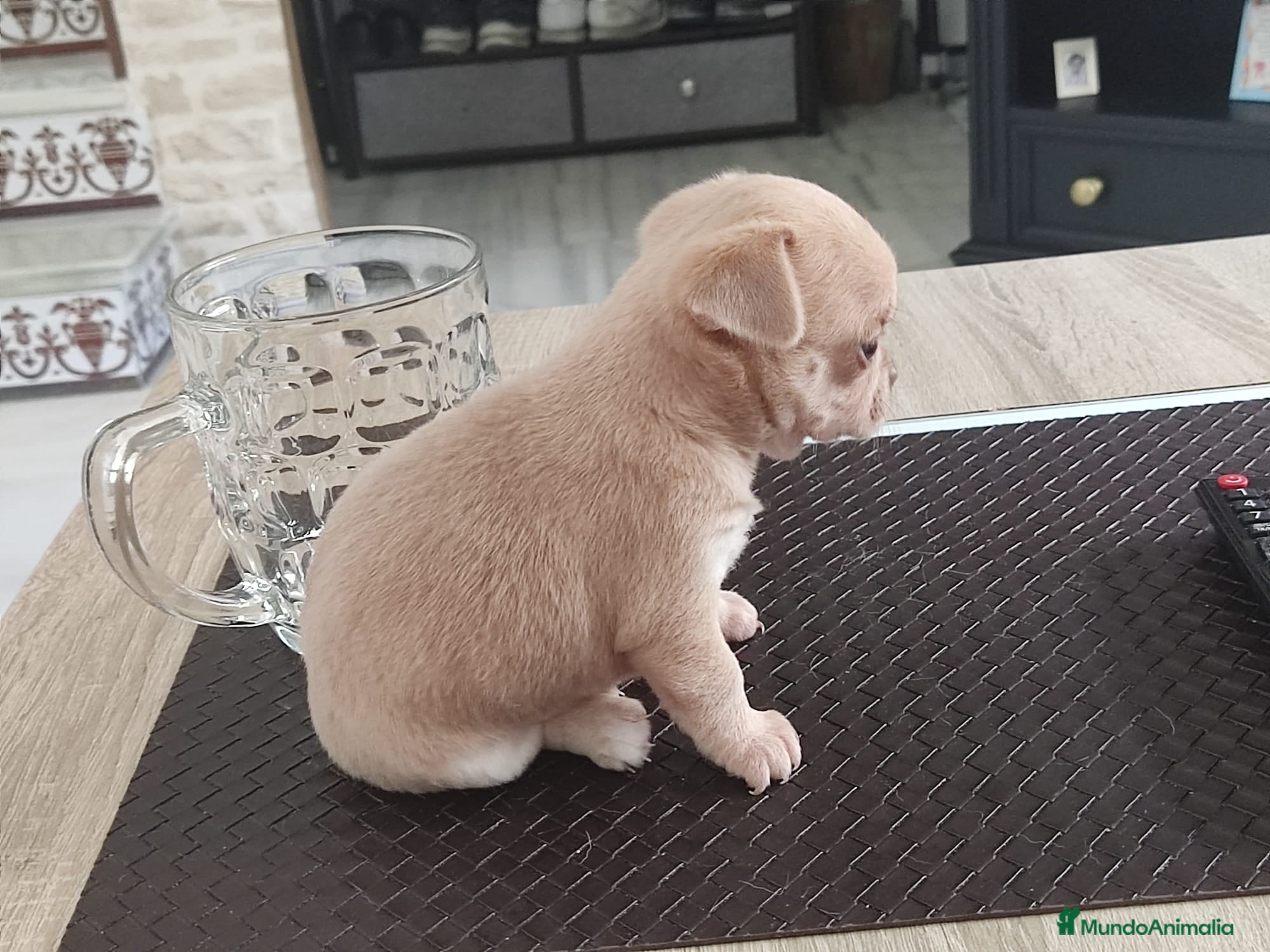 Chihuahua perros en venta: Disponible Chihuahuas Rusos Machos - Anuncio 9