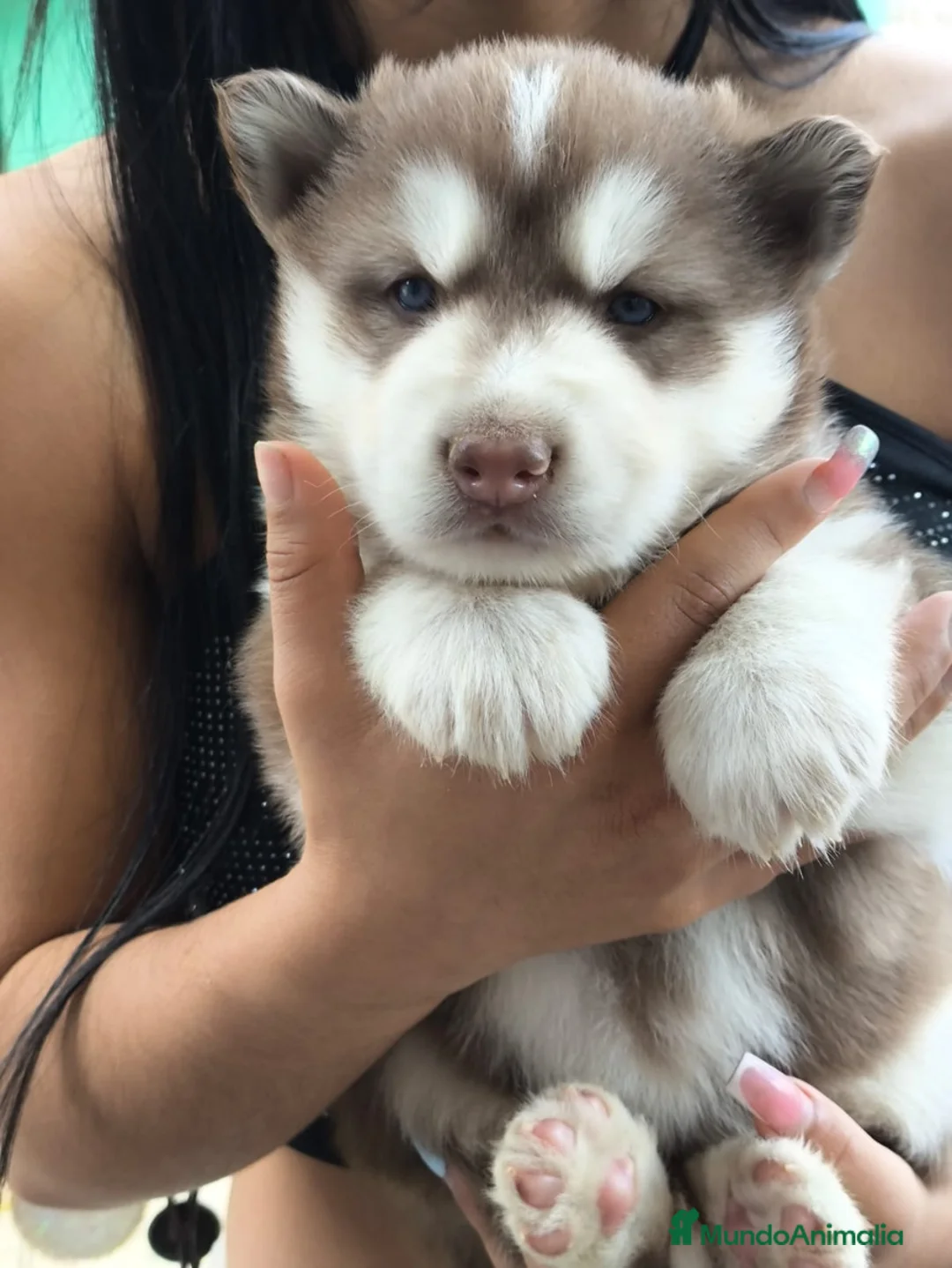Husky Siberiano perros en venta: HUSKYS SIBERIANOS PUPPY.  - Anuncio 3