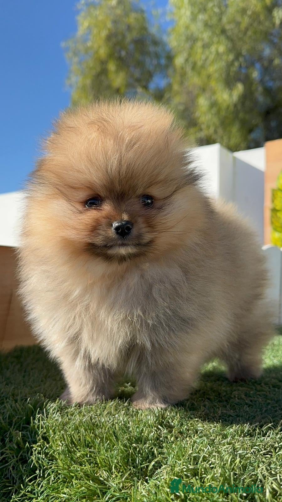 Pomerania perros POMERANIA  - Anuncio 1