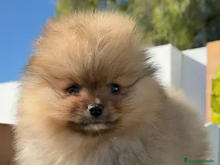 Pomerania perros POMERANIA - Anuncio 1