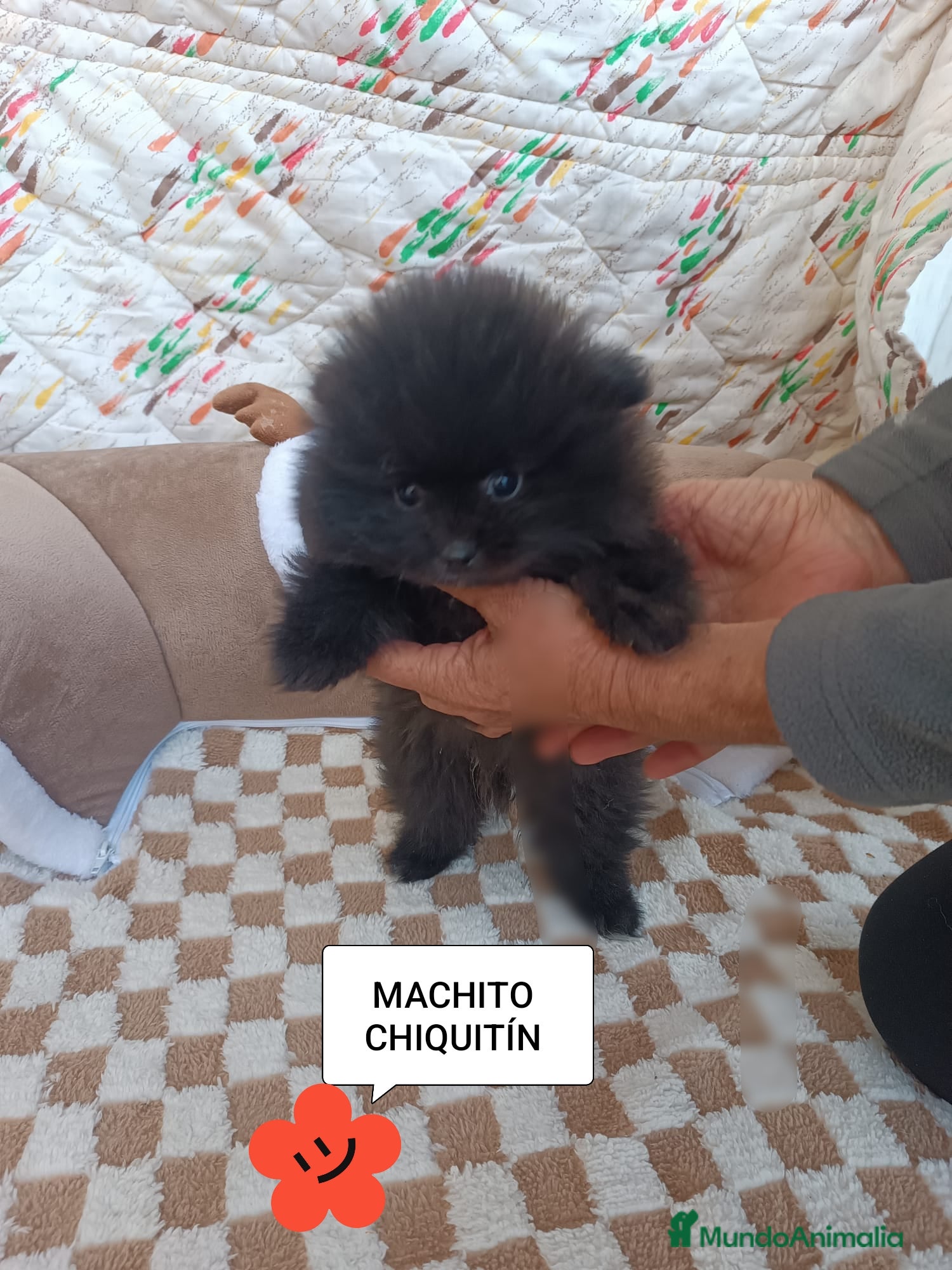 Pomerania perros POMERANIA MACHITO TOY  - Anuncio 2