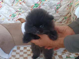 Pomerania perros POMERANIA MACHITO TOY - Anuncio 30