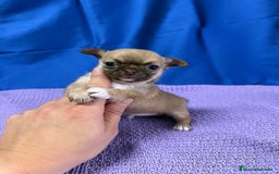 Chihuahua perros en venta: Preciosos cachorros Chihuahua colores exoticos - Imagen 9