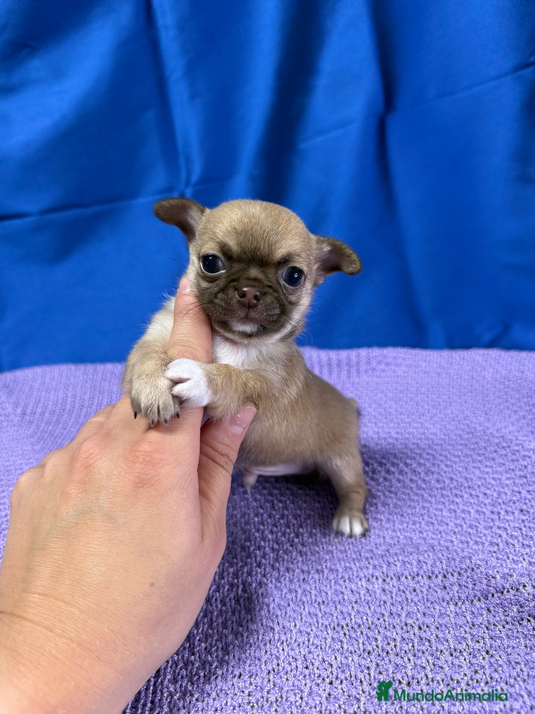 Chihuahua perros en venta: Preciosos cachorros Chihuahua colores exoticos - Imagen 9