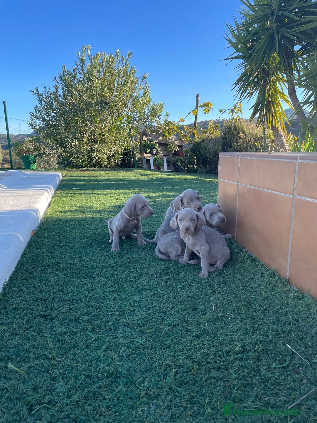 Braco Alemán de Pelo Corto perros en venta: Braco weymar  - Anuncio 2