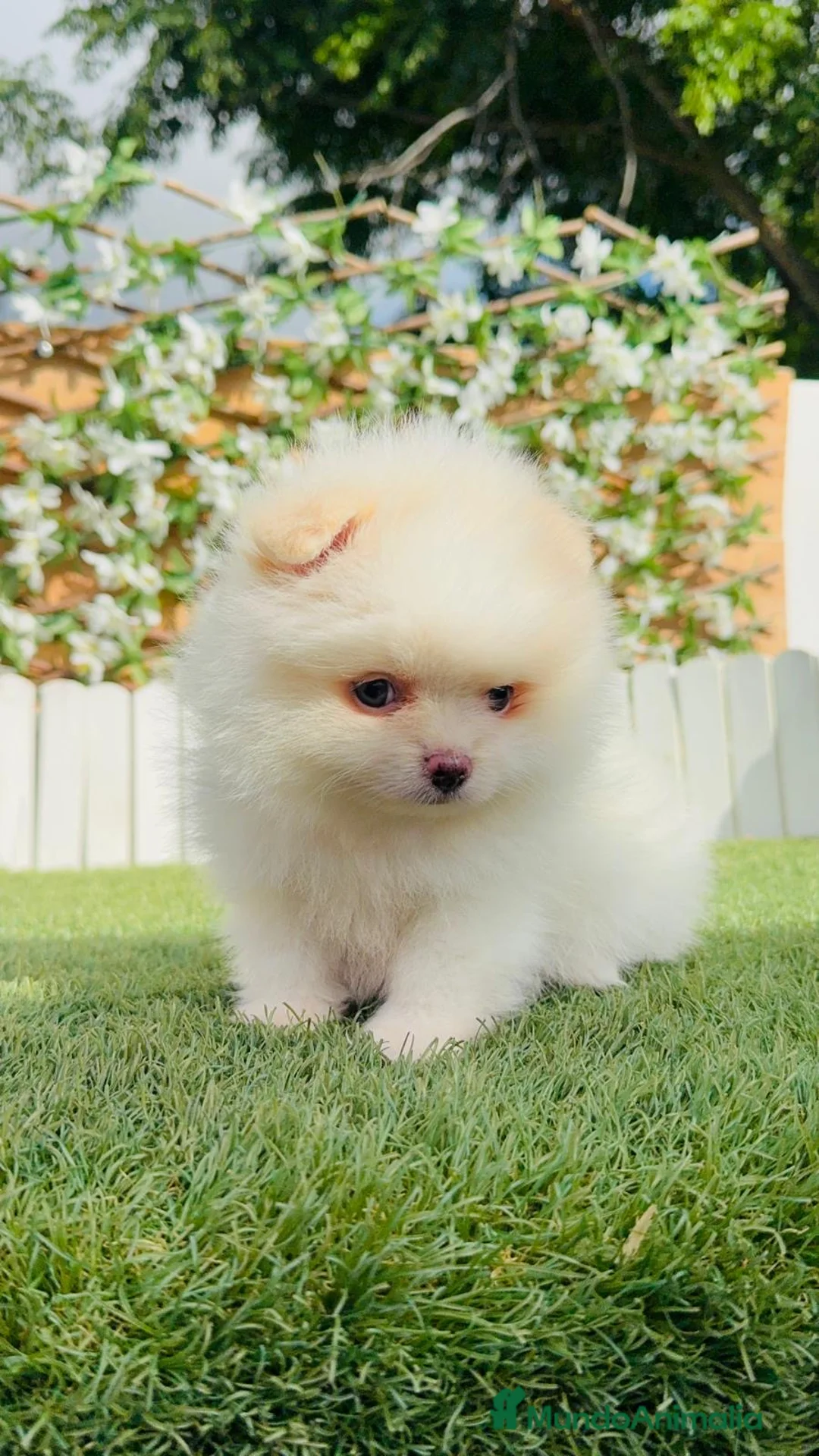 Pomerania perros en venta: POMERANIA - Anuncio 2