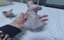 Mau Egipcio gatos en venta: GATO EGIPCIO  - Imagen 4