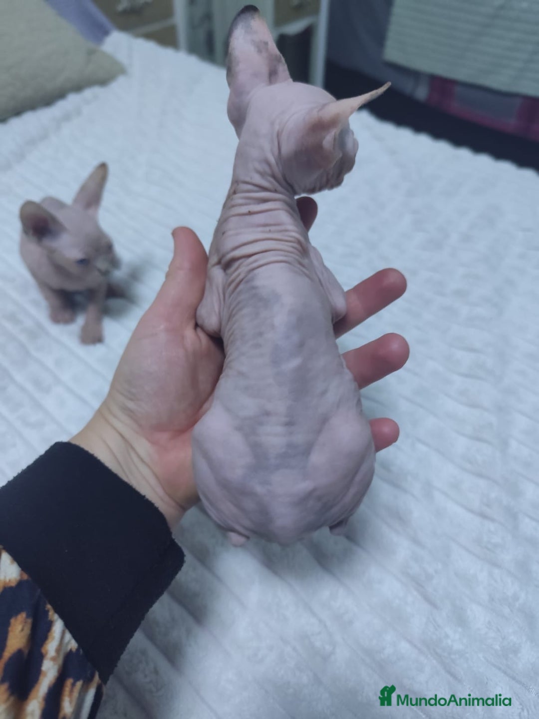 Mau Egipcio gatos en venta: GATO EGIPCIO  - Imagen 4