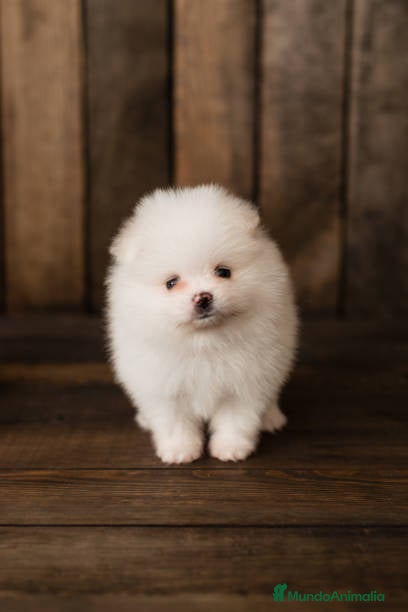 Pomerania perros Pomerania - Anuncio 2