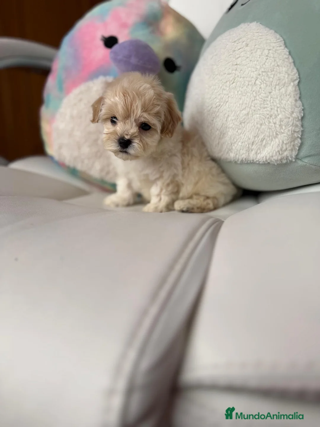 Maltipoo perros en venta: Maltipoo !! - Anuncio 10