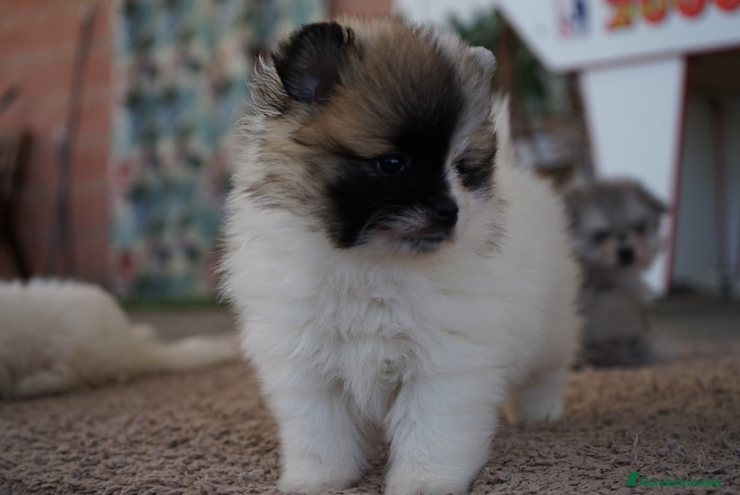 Pomerania perros en venta: 🐾 Roscón, Prodigy y Monk  Pomerania especiales 🐾 - Imagen 11