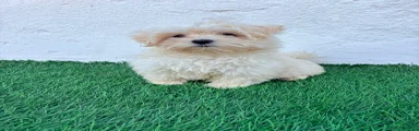Bichón Maltés 1