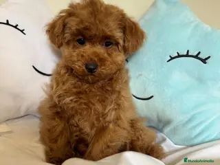 Caniche Toy perros Caniche toy listo para entregar - Anuncio 1