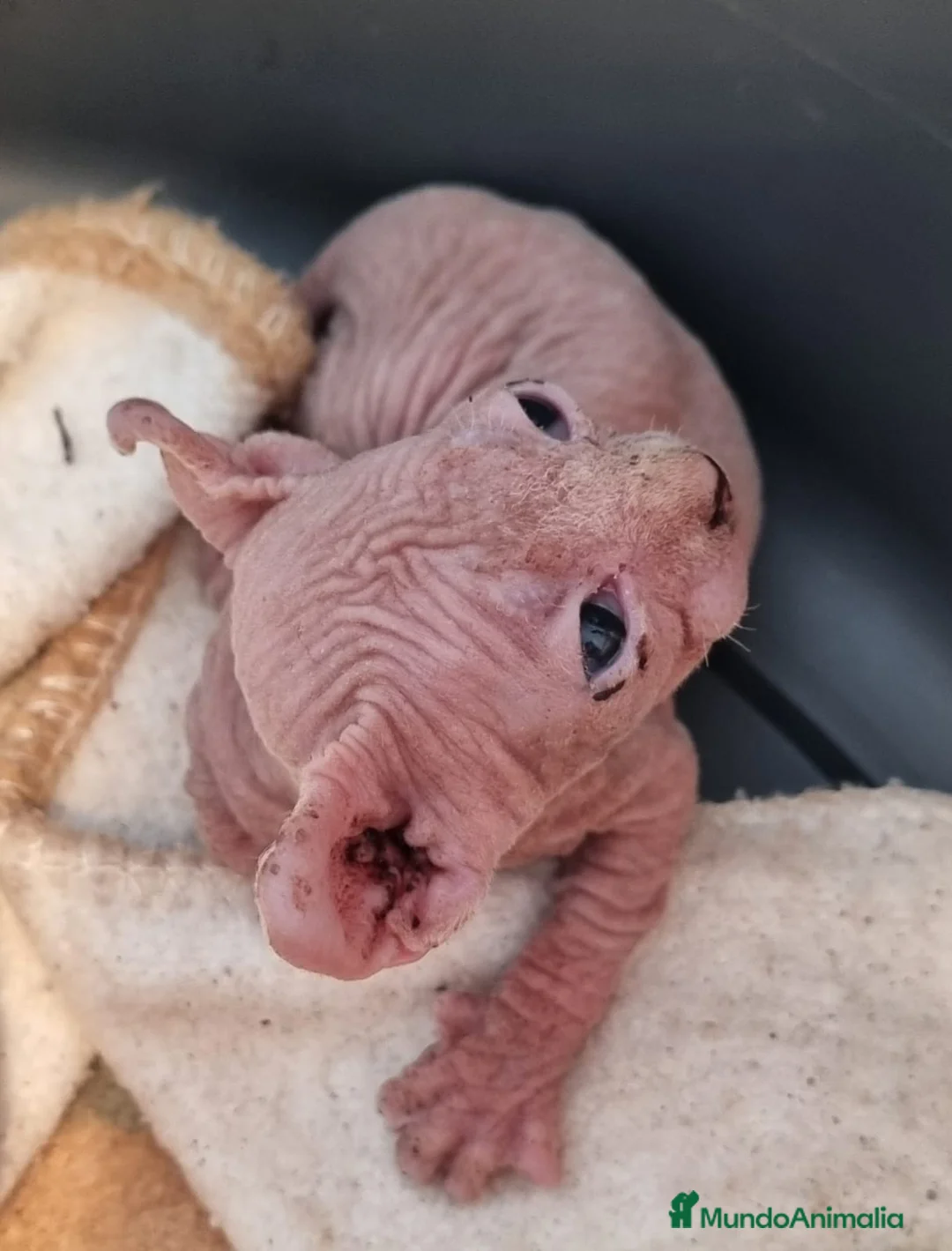 Sphynx gatos en venta: Increible ELFA en Madrid - Anuncio 4