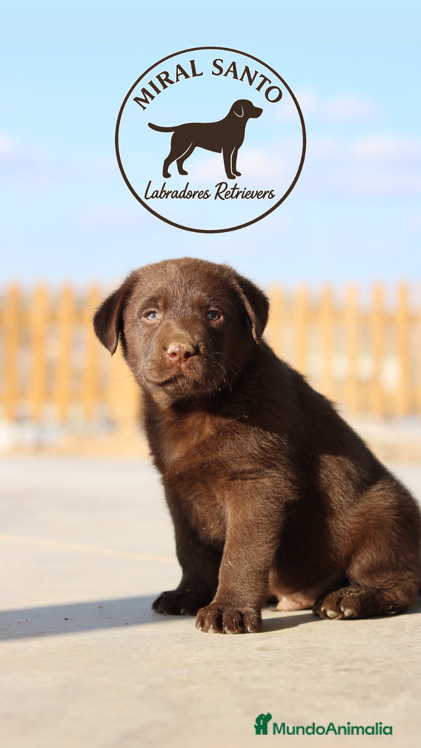 Labrador Retriever perros Cachorros Labrador Retriever chocolates.  - Anuncio 1