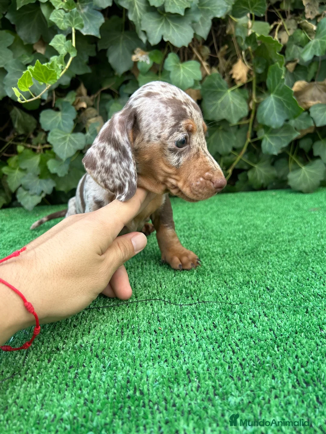 Teckel Miniatura perros en venta: teckel arlequin chocolate  - Anuncio 5