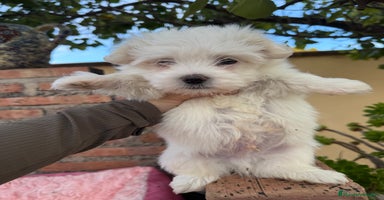 Bichón Maltés perros - Anuncio 13