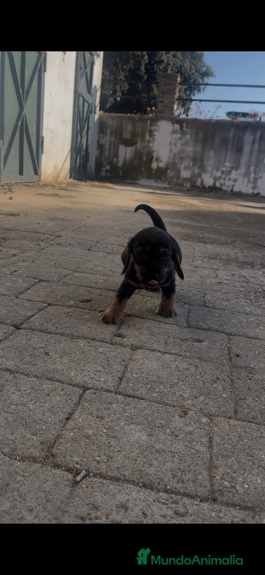 Teckel perros en venta: Teckel - Anuncio 2
