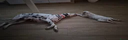Dálmata perros en venta: Dalmata disponible  - Anuncio 4