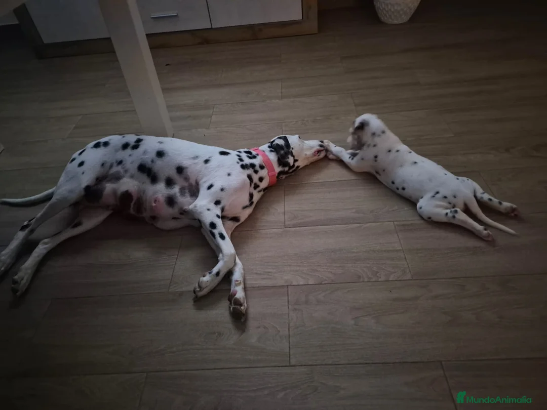 Dálmata perros en venta: Dalmata disponible  - Anuncio 4