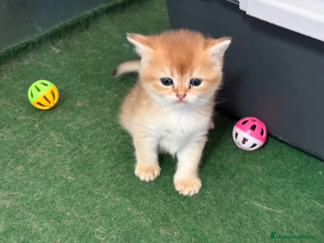 Británico de Pelo Corto gatos en venta: British Shorthair Golden chinchilla - Anuncio 2
